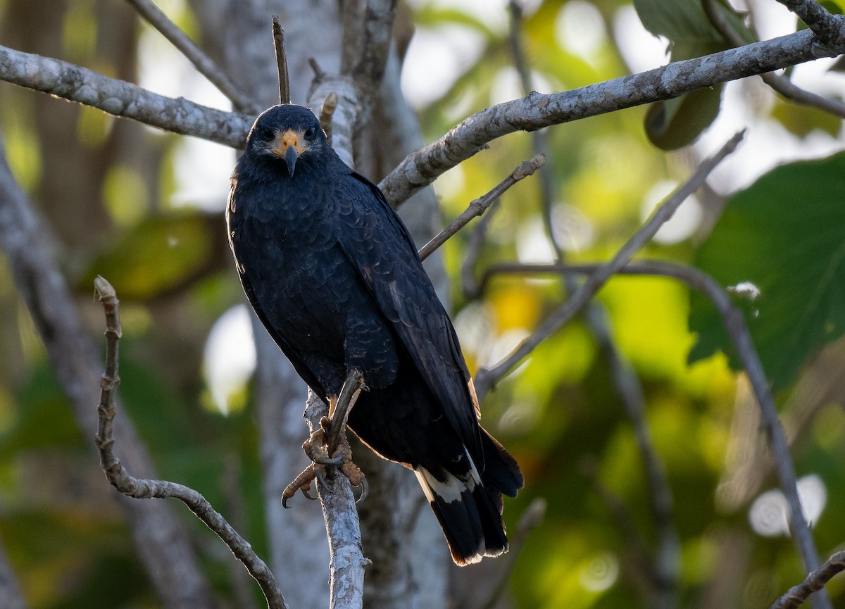 Common Black Hawk (Mangrove) - ML618179471