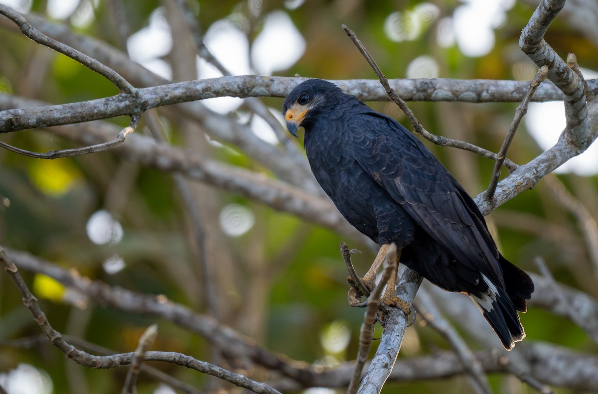 Common Black Hawk (Mangrove) - ML618179472