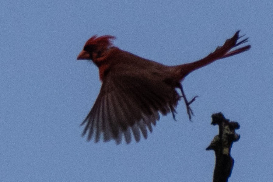 Northern Cardinal - Dale Bargmann