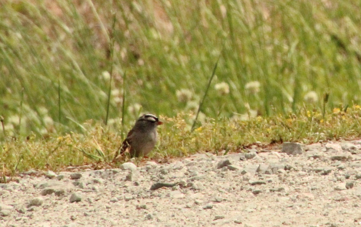 White-crowned Sparrow - ML618179505