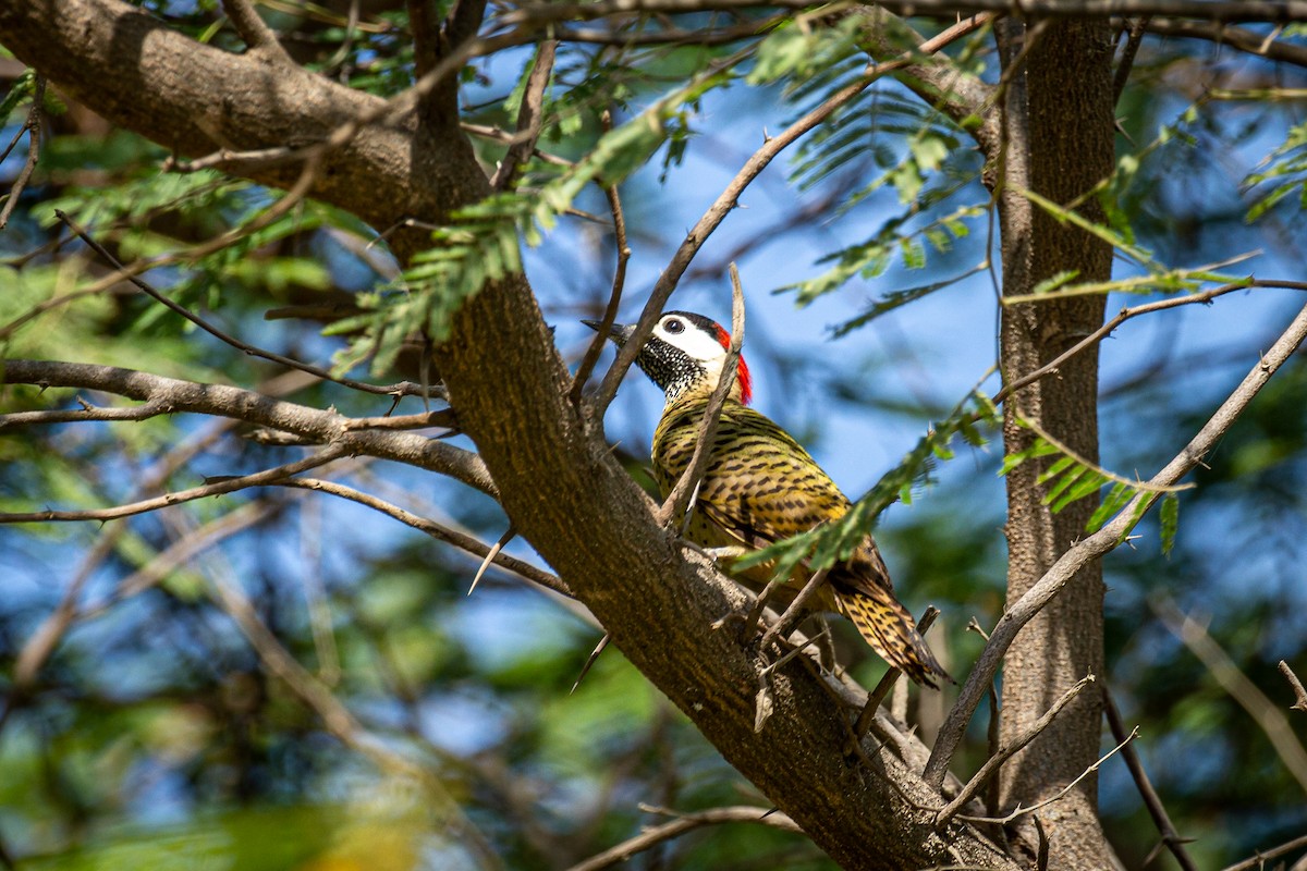 Spot-breasted Woodpecker - ML618179515