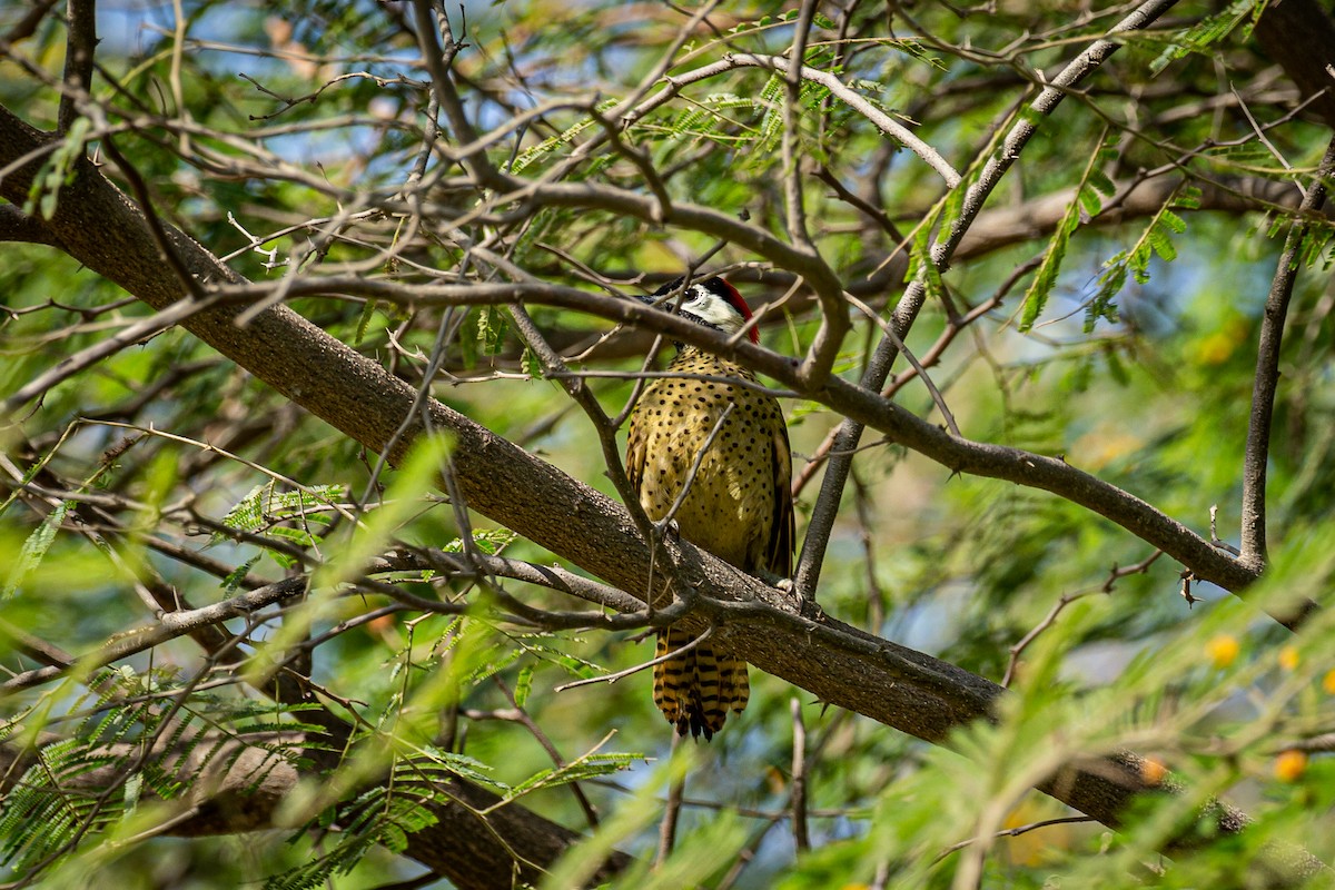 Spot-breasted Woodpecker - ML618179516