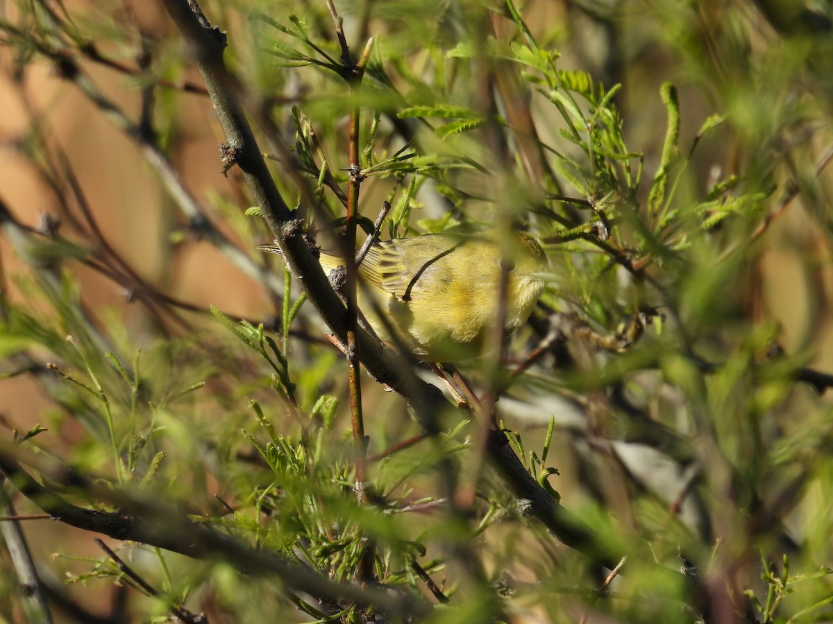 Yellow Warbler - ML618179524