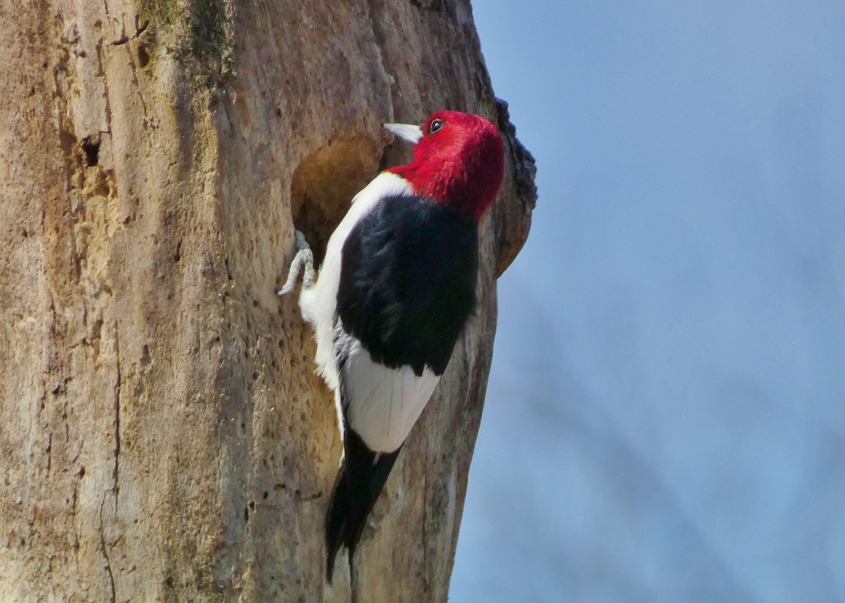 Red-headed Woodpecker - ML618179533