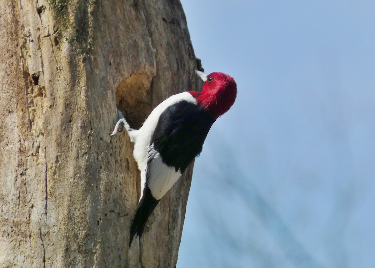 Red-headed Woodpecker - ML618179535