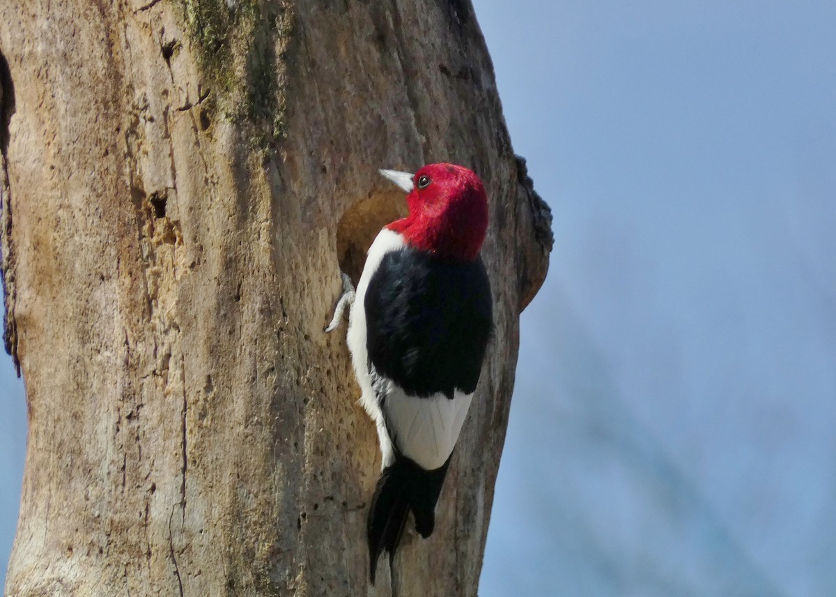 Red-headed Woodpecker - ML618179536