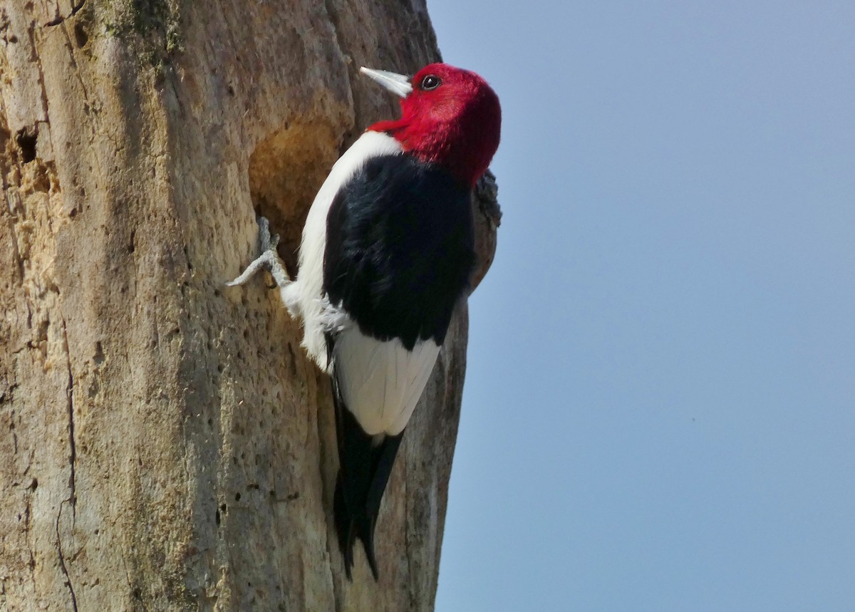 Red-headed Woodpecker - David Assmann