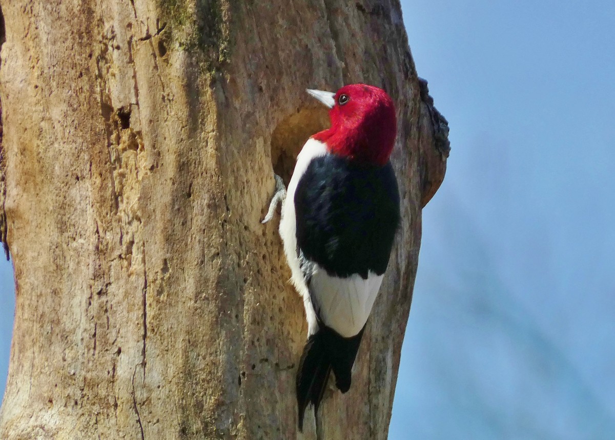 Red-headed Woodpecker - ML618179541