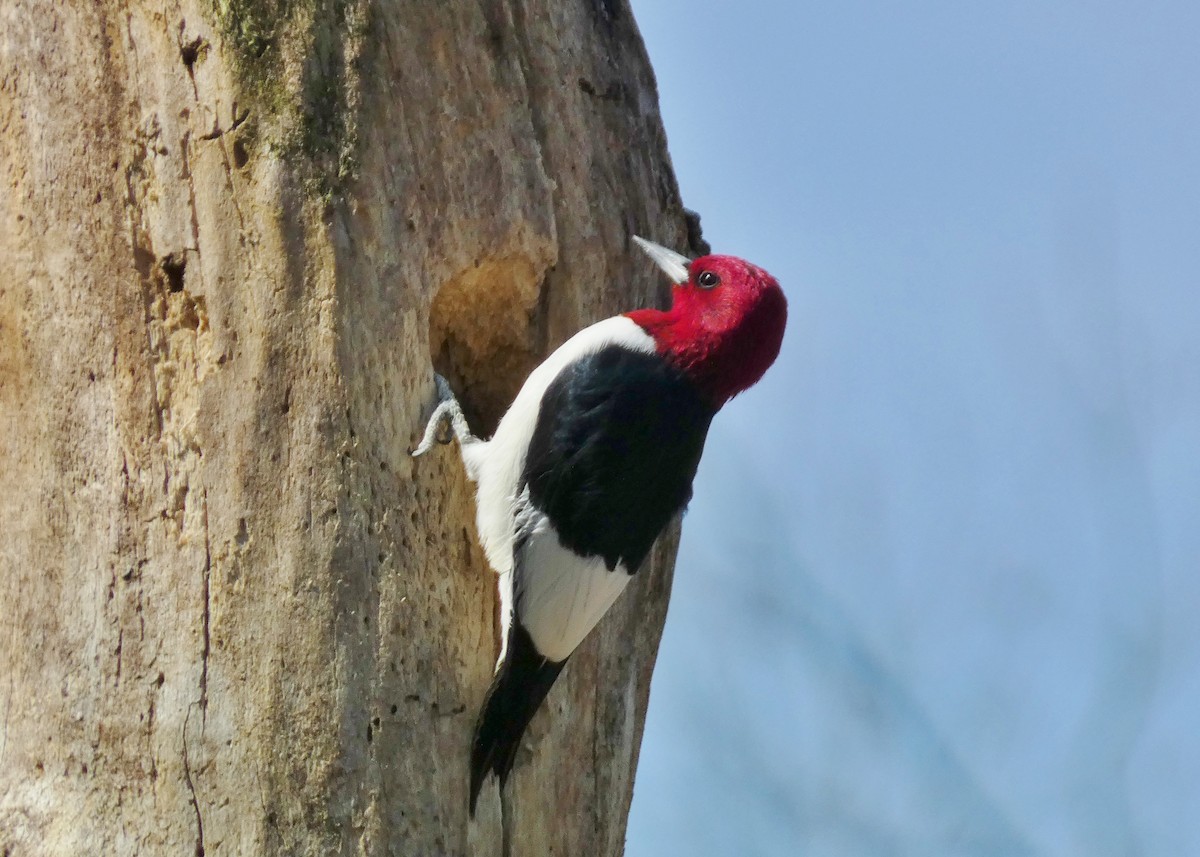 Red-headed Woodpecker - ML618179542