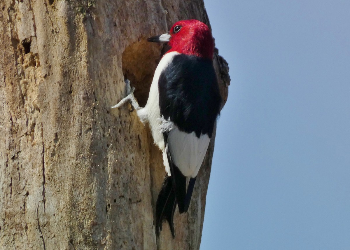 Red-headed Woodpecker - ML618179543