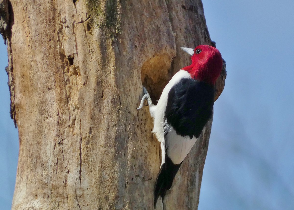 Red-headed Woodpecker - ML618179544