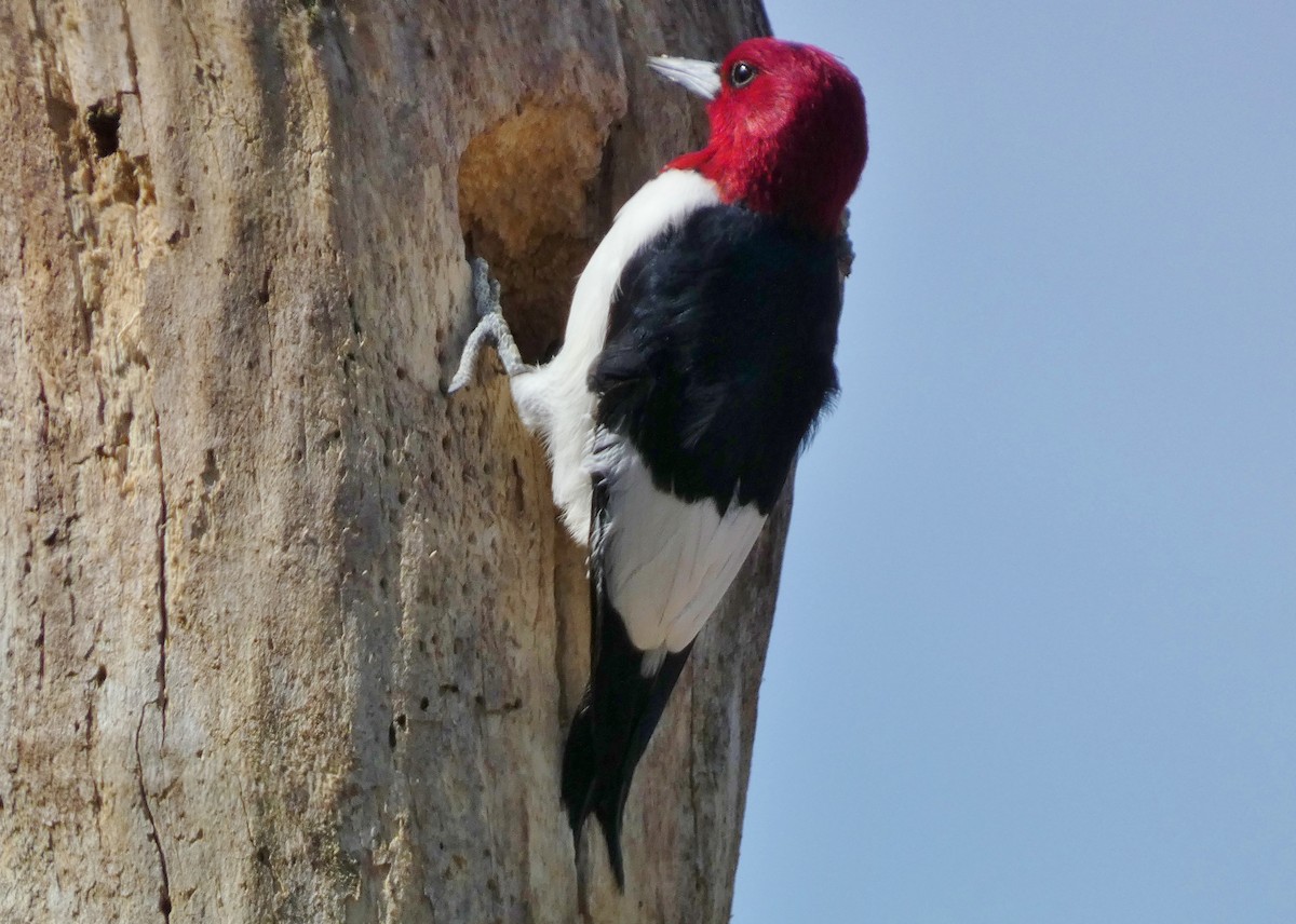 Red-headed Woodpecker - ML618179547