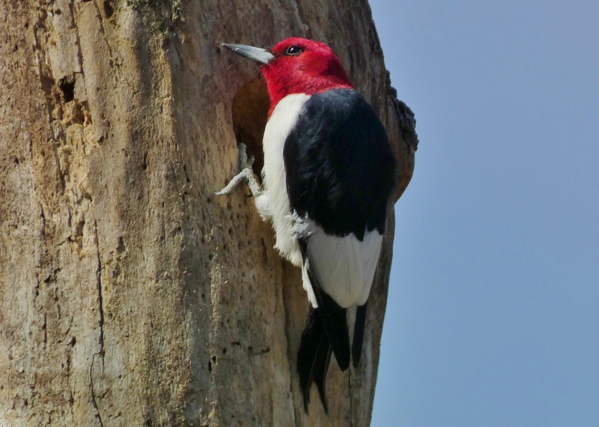Red-headed Woodpecker - ML618179550