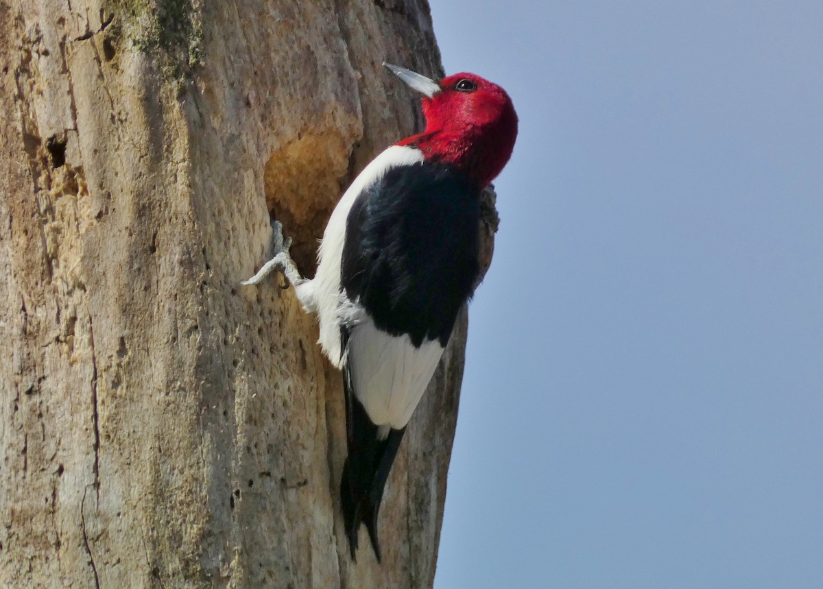 Red-headed Woodpecker - ML618179552