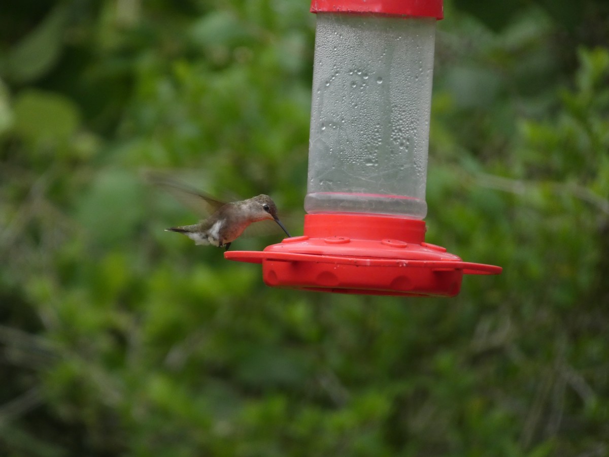 Black-chinned Hummingbird - ML618179566