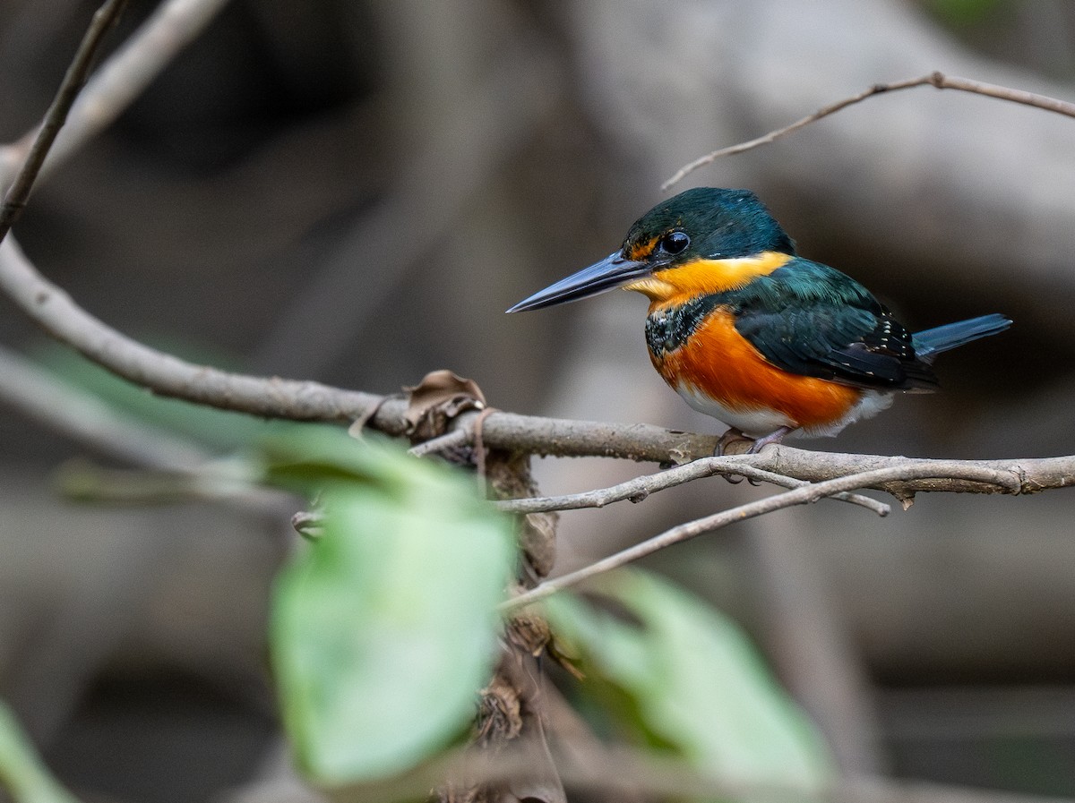 American Pygmy Kingfisher - Forest Botial-Jarvis