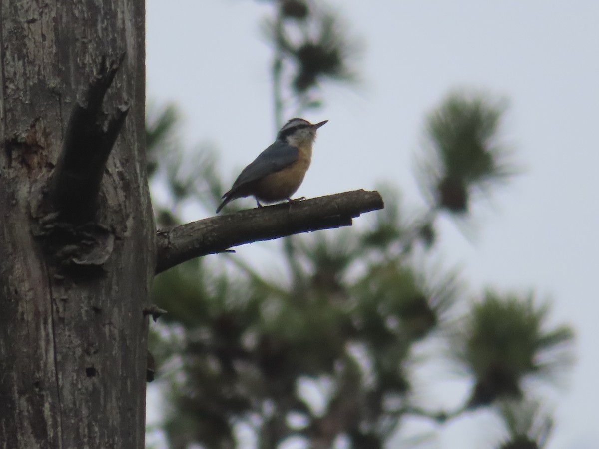 Red-breasted Nuthatch - ML618179594