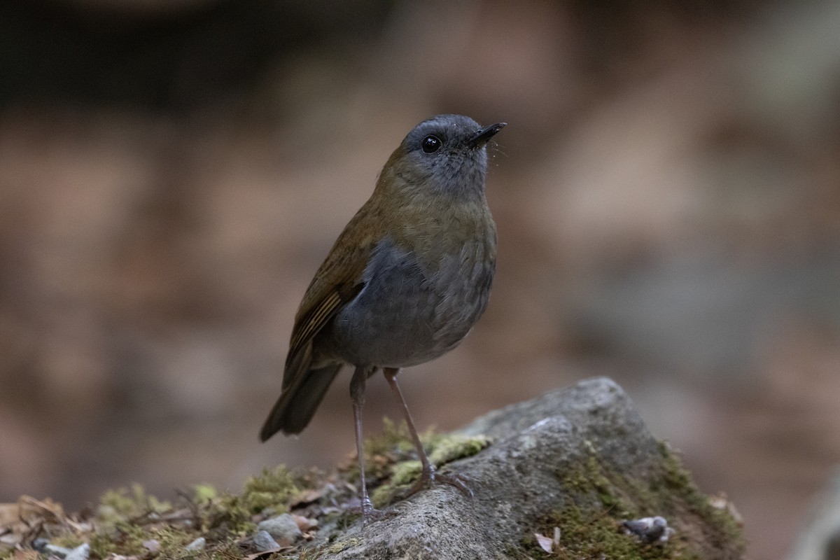 Black-billed Nightingale-Thrush - ML618179618