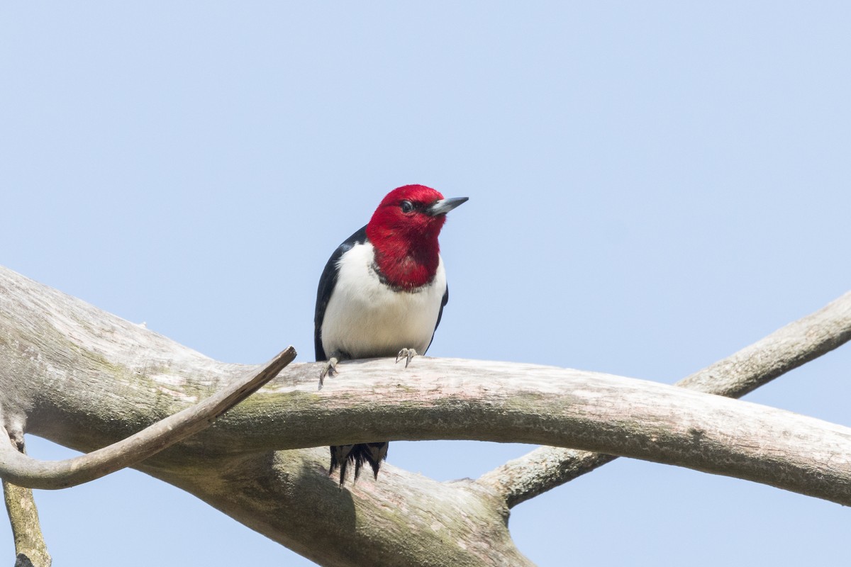 Red-headed Woodpecker - ML618179620