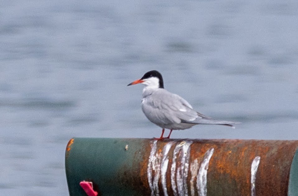 Common Tern - ML618179621
