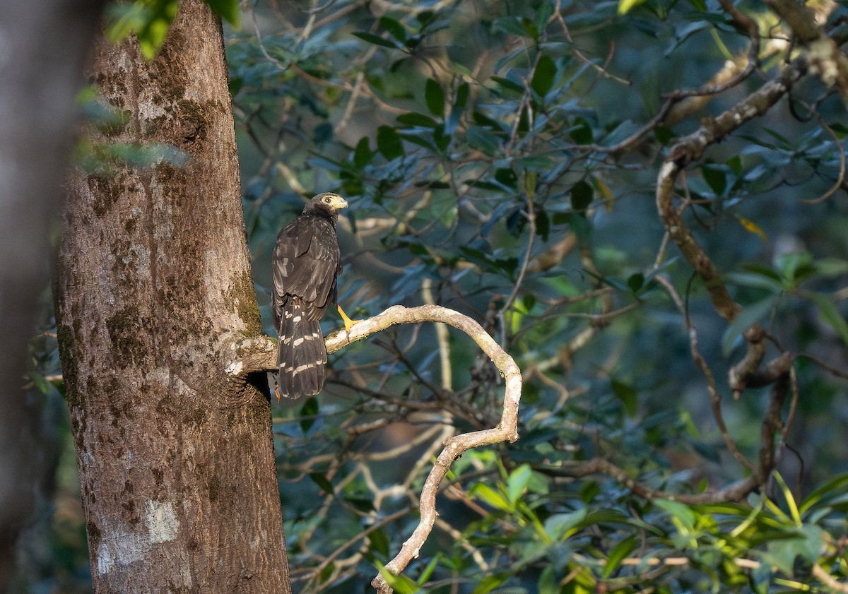 Collared Forest-Falcon - Forest Botial-Jarvis