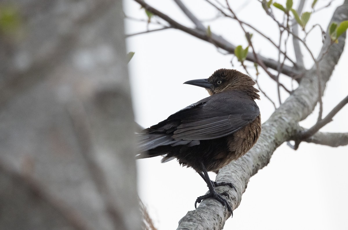 Boat-tailed Grackle - ML618179646