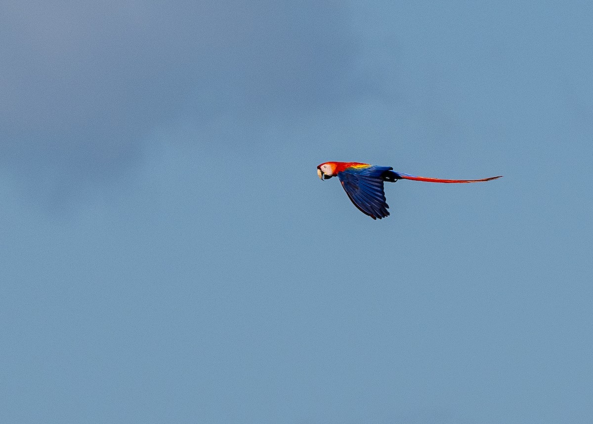 Scarlet Macaw - ML618179657