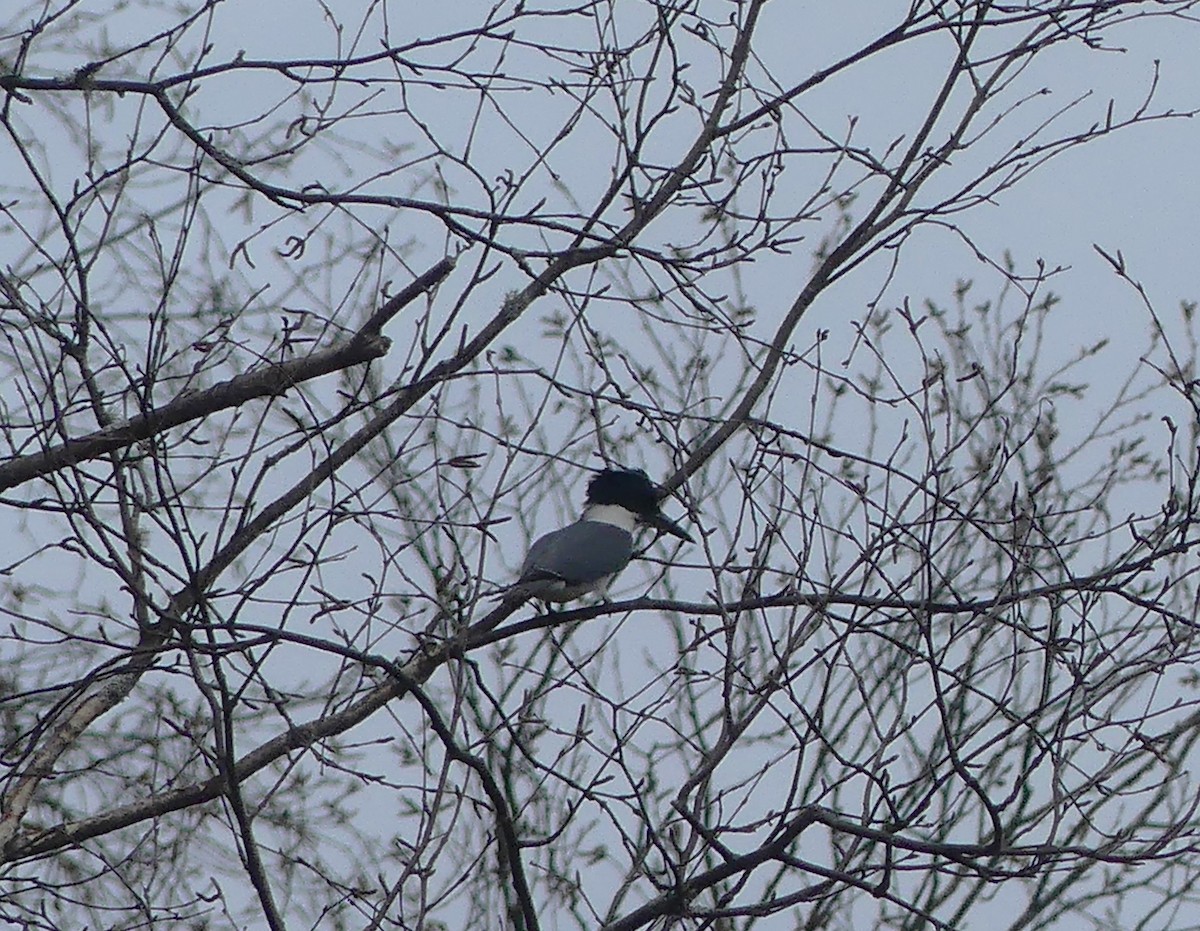 Belted Kingfisher - claudine lafrance cohl