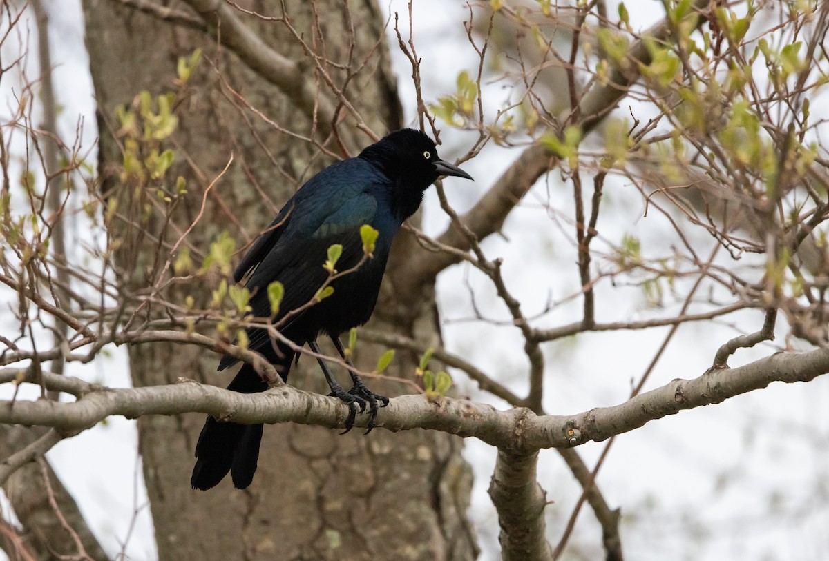 Boat-tailed Grackle - ML618179693