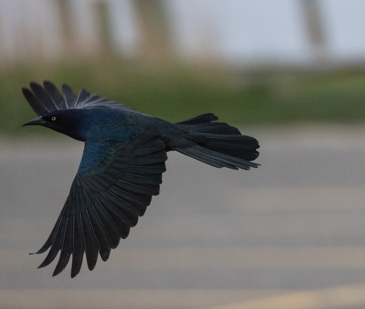 Boat-tailed Grackle - ML618179699