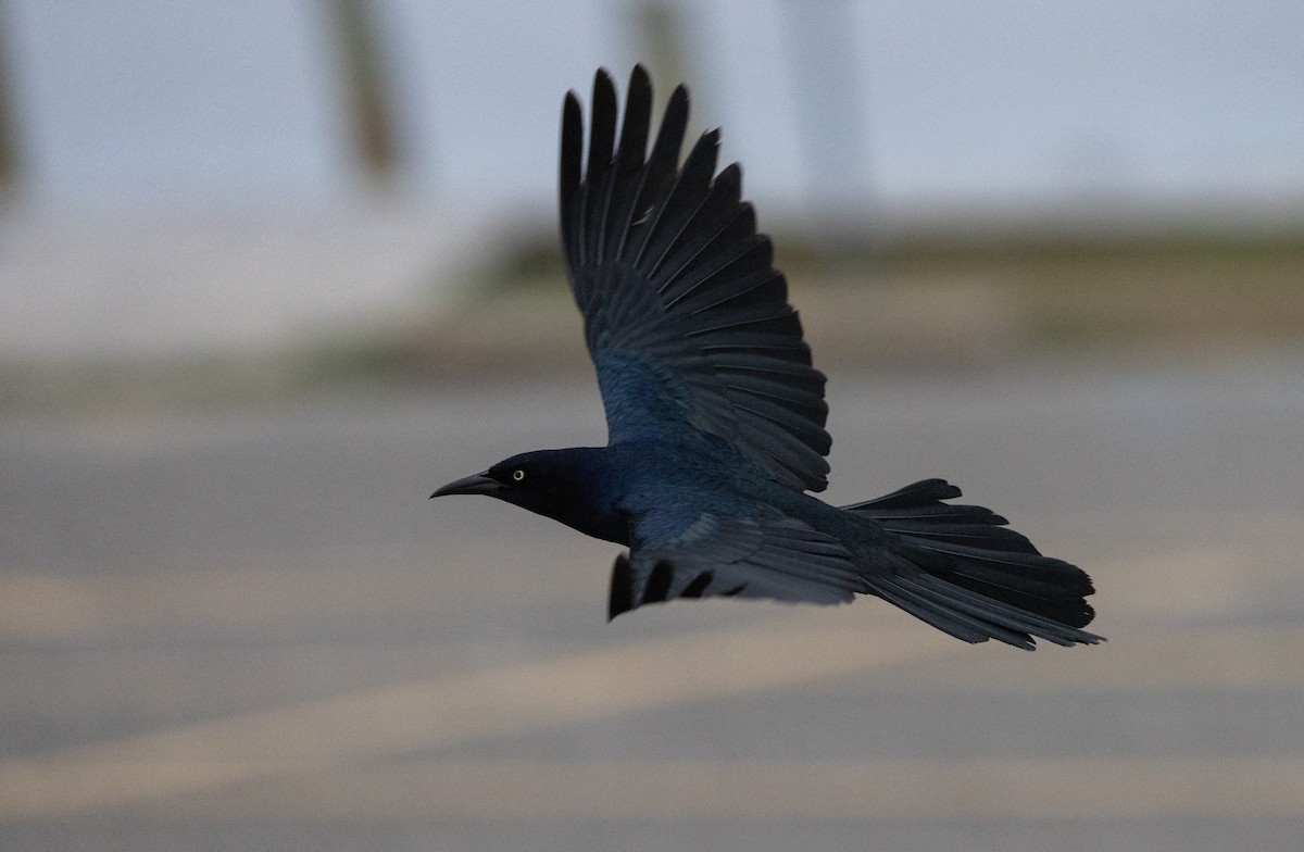 Boat-tailed Grackle - ML618179700