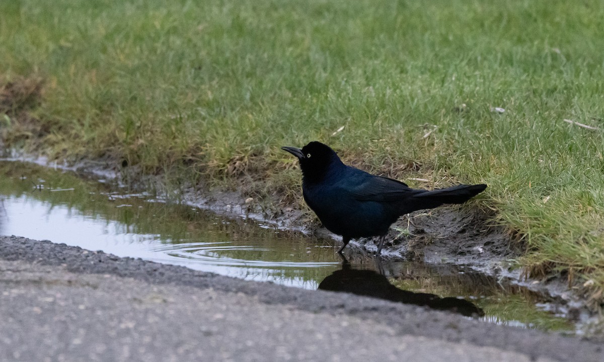 Boat-tailed Grackle - ML618179705