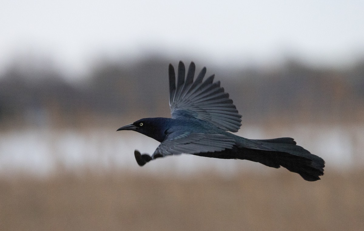 Boat-tailed Grackle - ML618179706