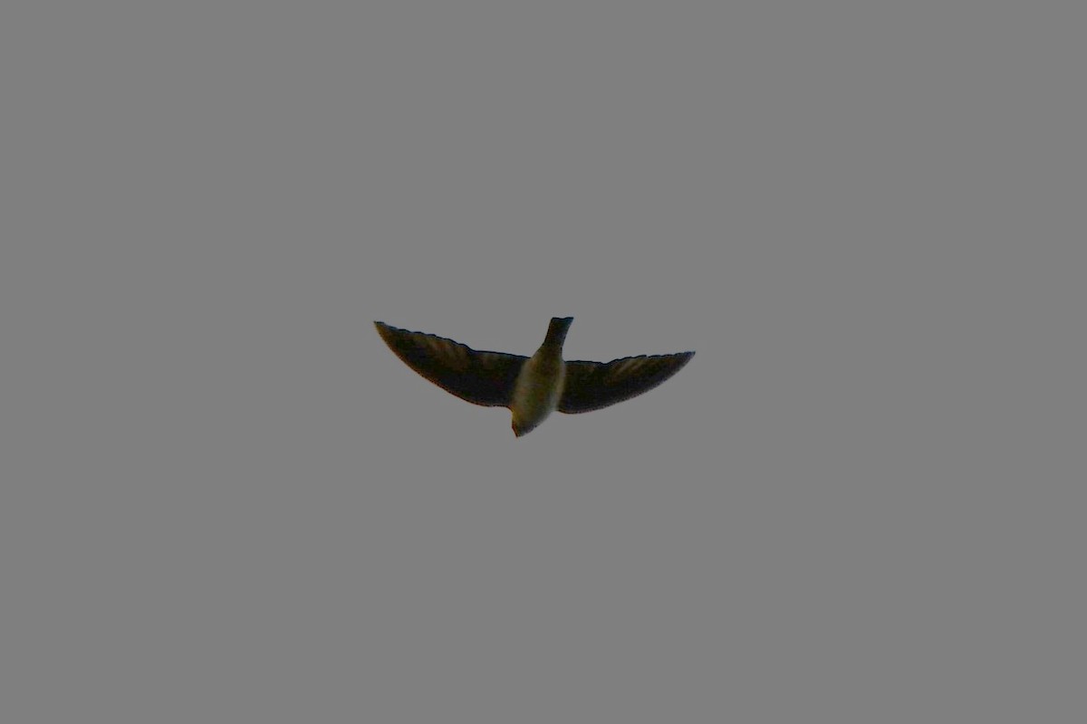 Bank Swallow - Carmen Ricer