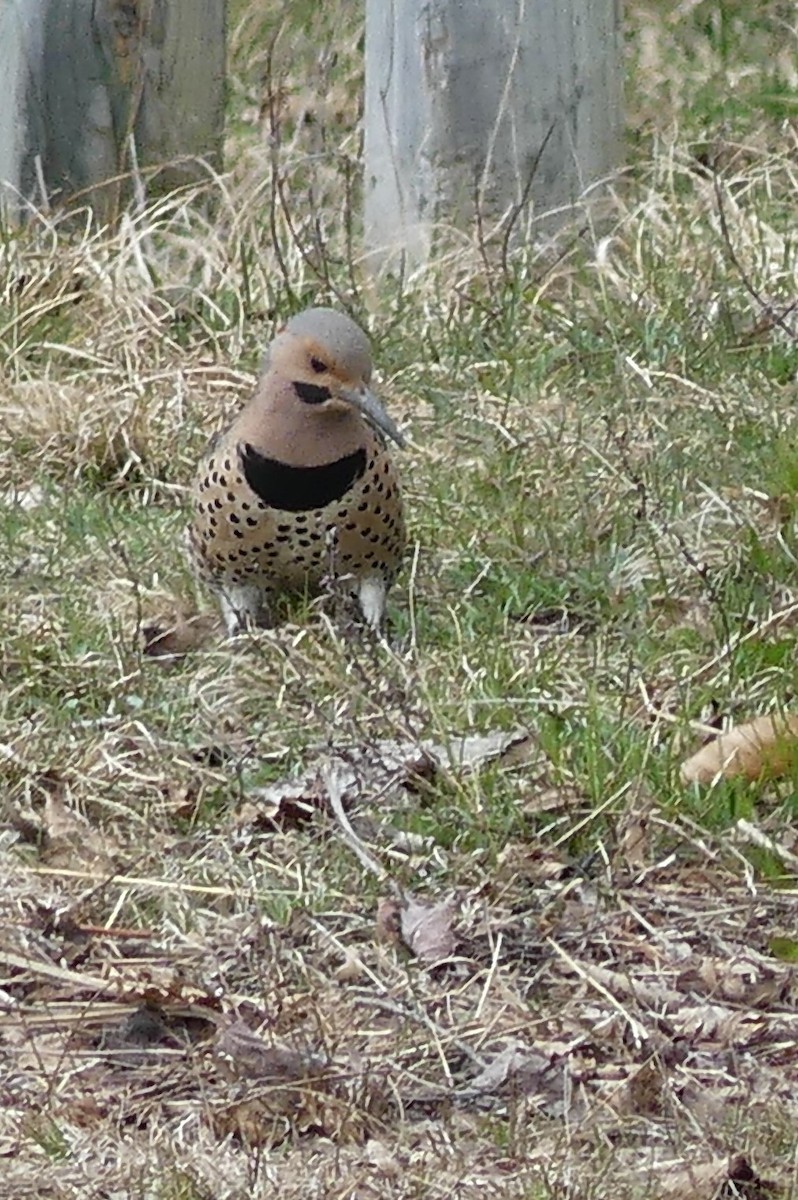 Northern Flicker - claudine lafrance cohl