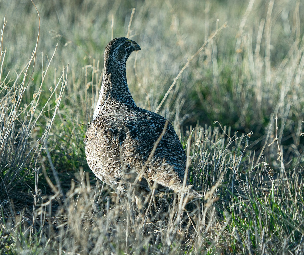 Greater Sage-Grouse - ML618179749