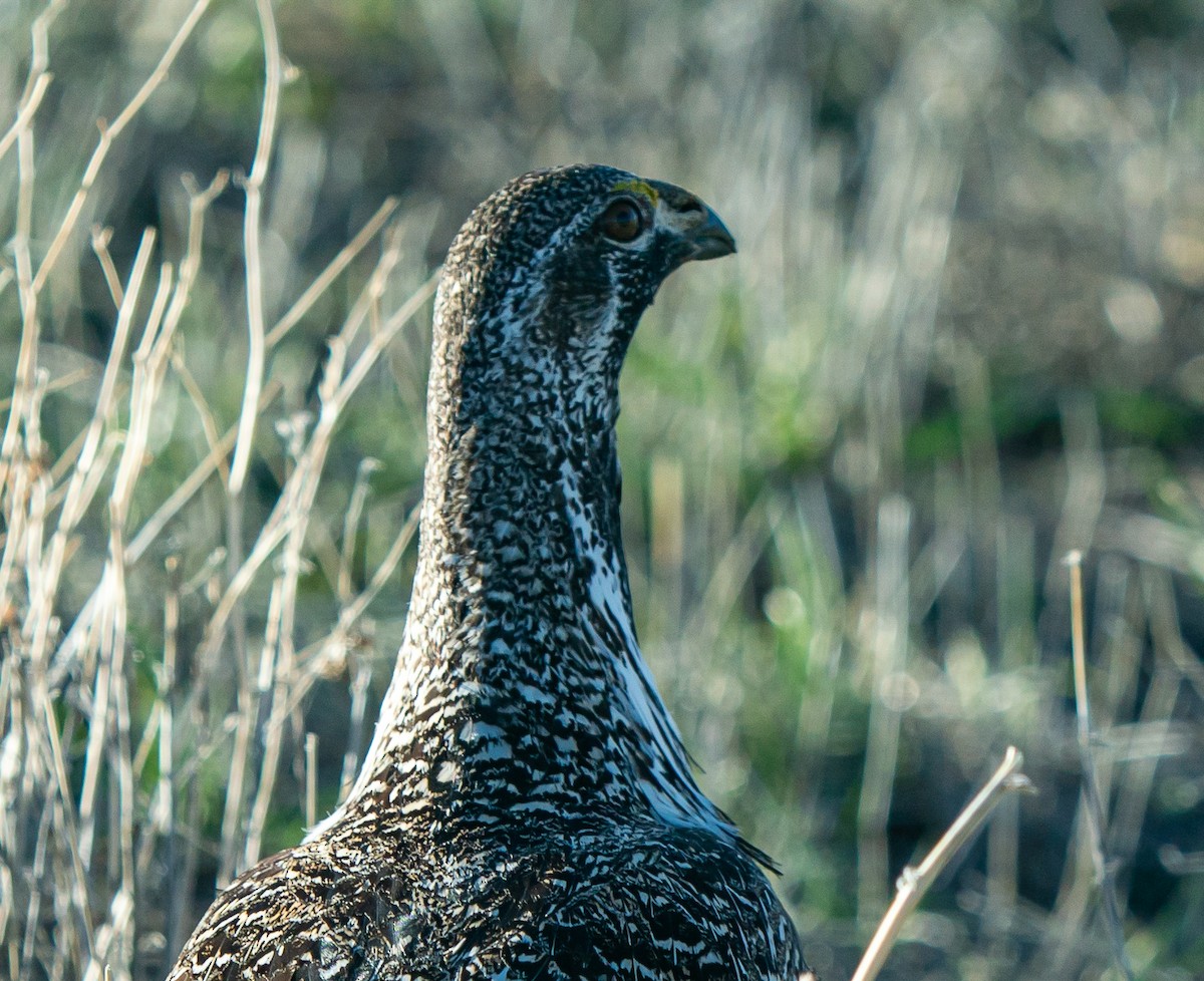 Greater Sage-Grouse - ML618179750