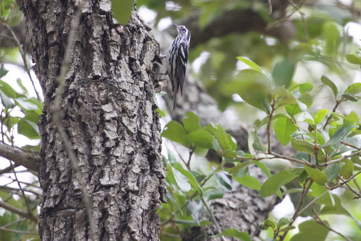 Black-and-white Warbler - ML618179771