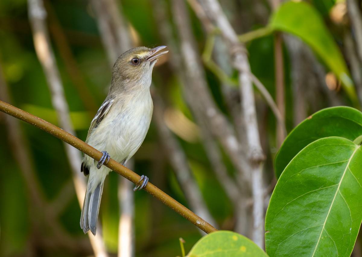 Mangrove Vireo - Forest Botial-Jarvis
