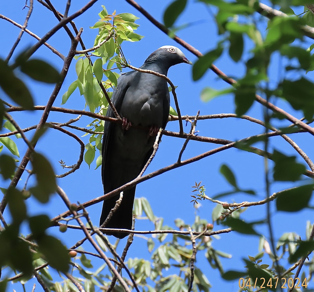 White-crowned Pigeon - ML618179785