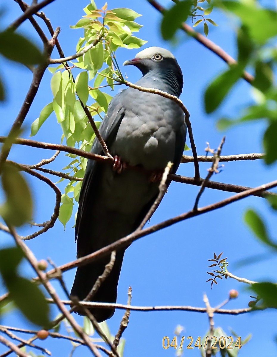 White-crowned Pigeon - ML618179791