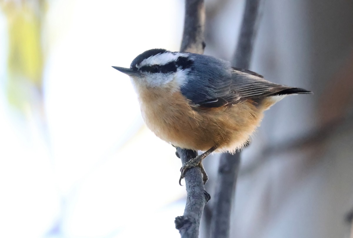 Red-breasted Nuthatch - ML618179805