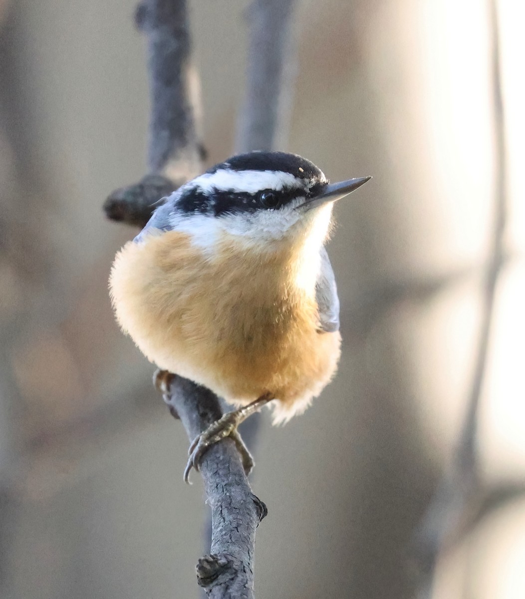 Red-breasted Nuthatch - ML618179806