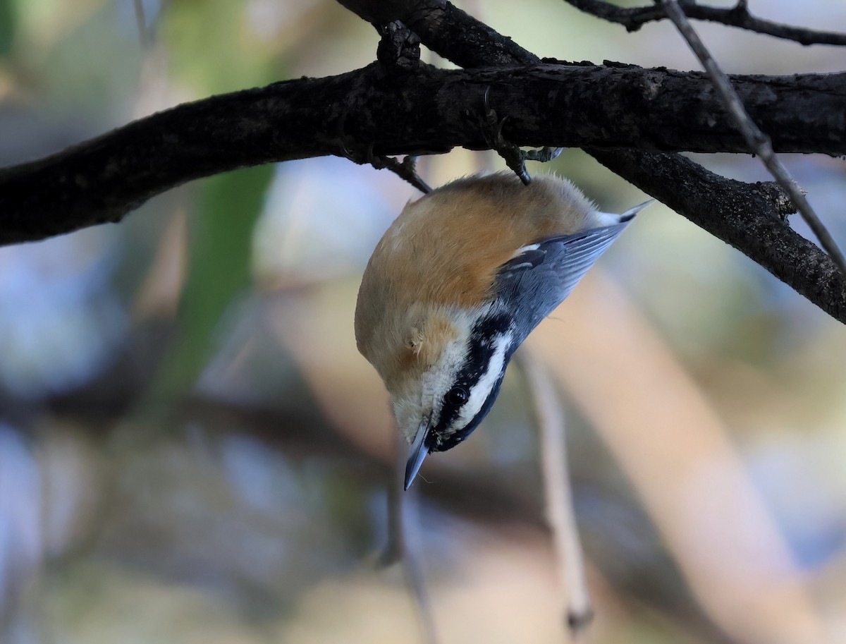 Red-breasted Nuthatch - ML618179807