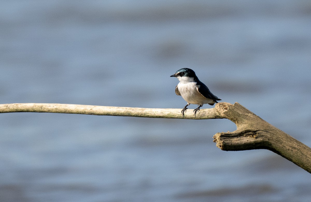 Mangrove Swallow - Forest Botial-Jarvis