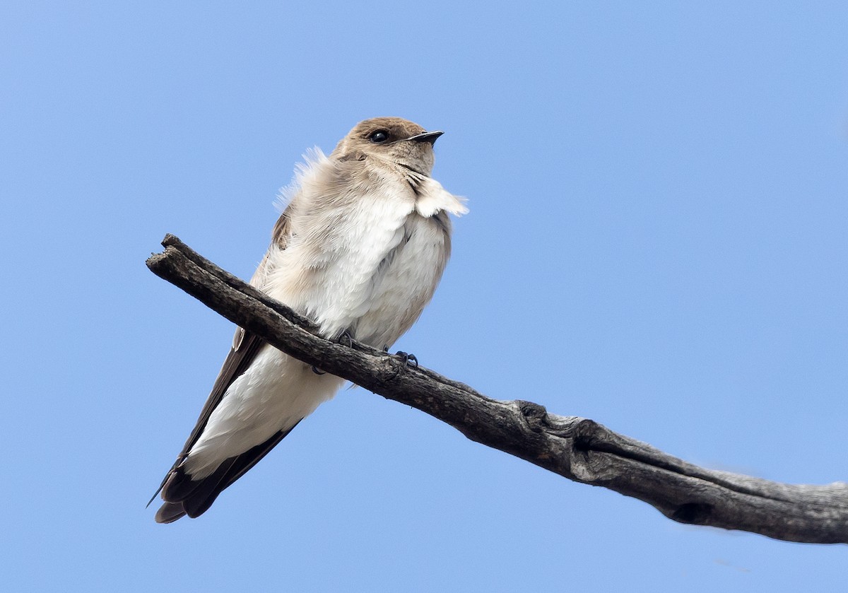 Northern Rough-winged Swallow - ML618179818