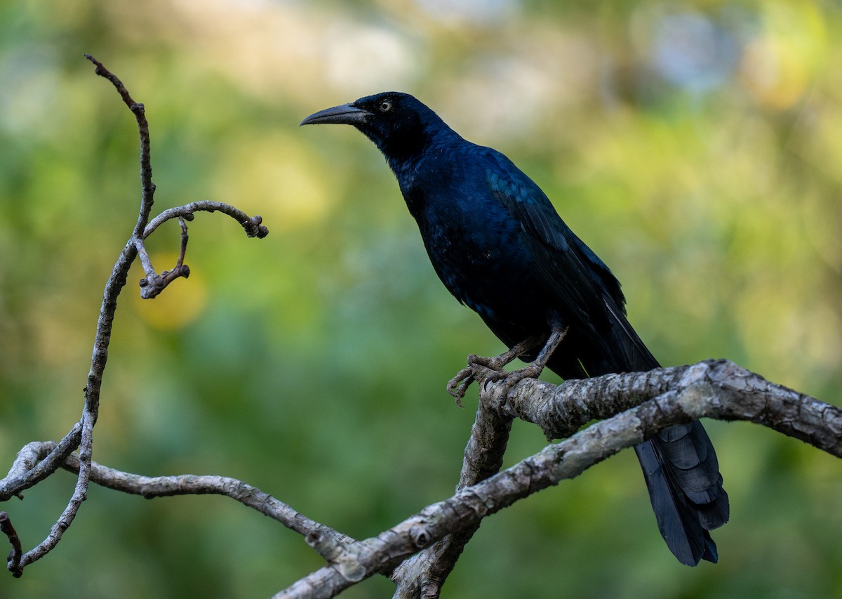 Great-tailed Grackle - Forest Botial-Jarvis