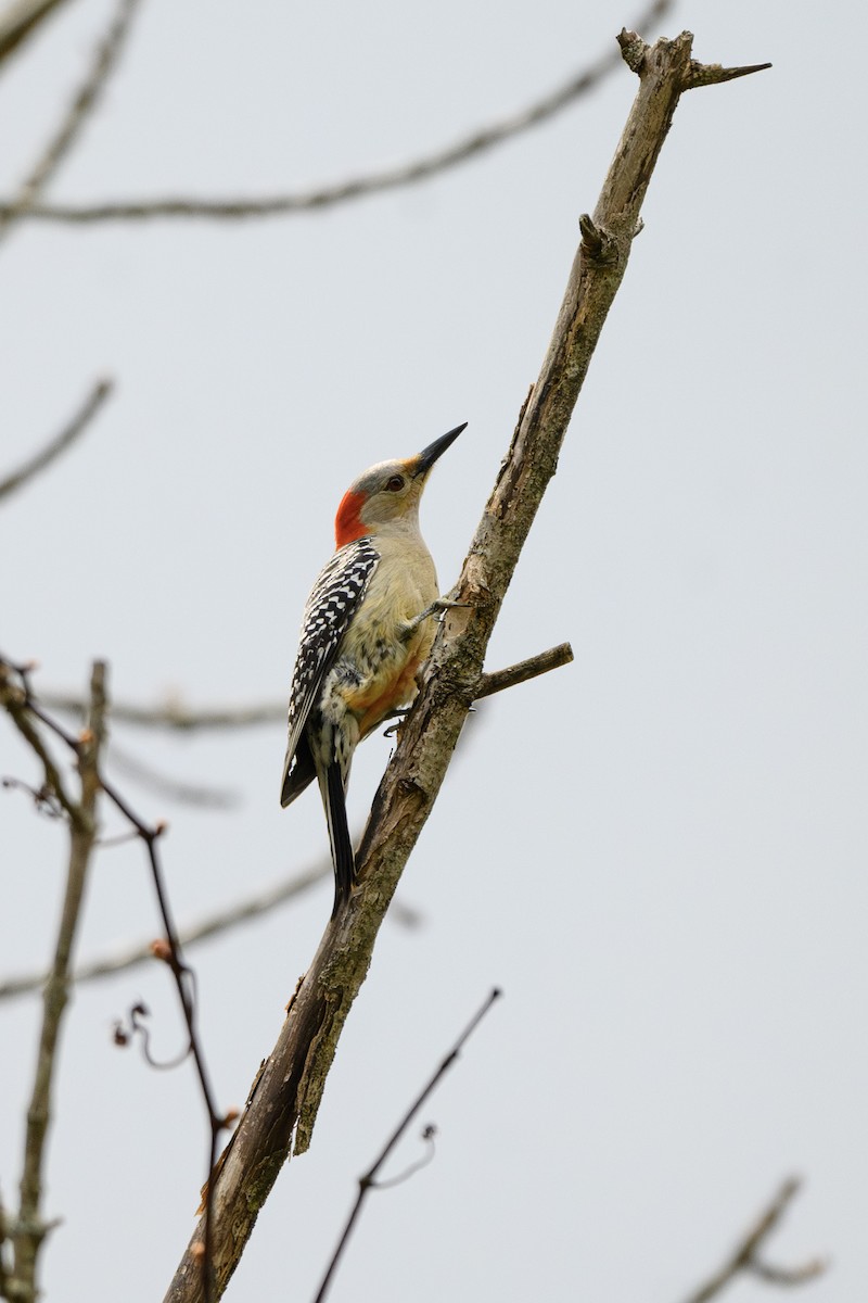 Red-bellied Woodpecker - ML618179863