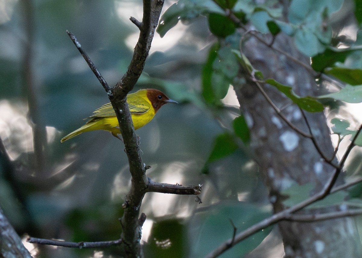 Yellow Warbler (Mangrove) - Forest Botial-Jarvis