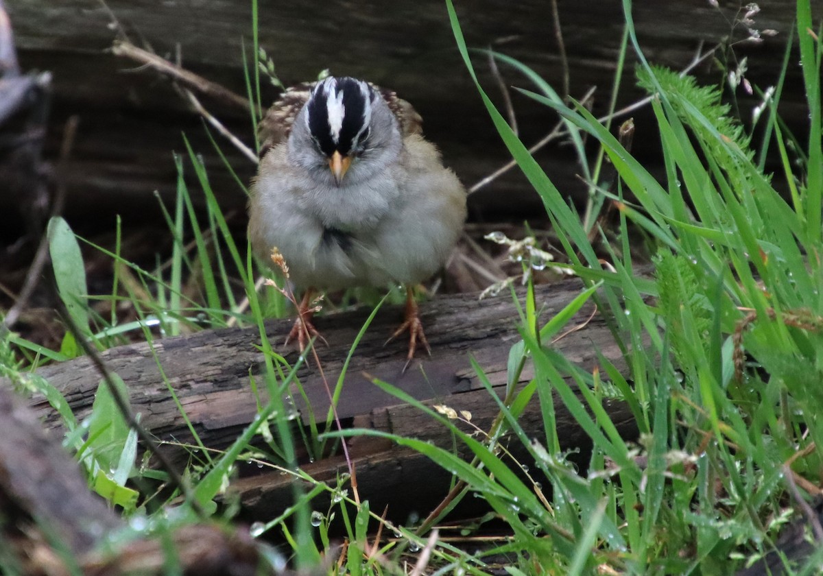 White-crowned Sparrow (pugetensis) - ML618179880